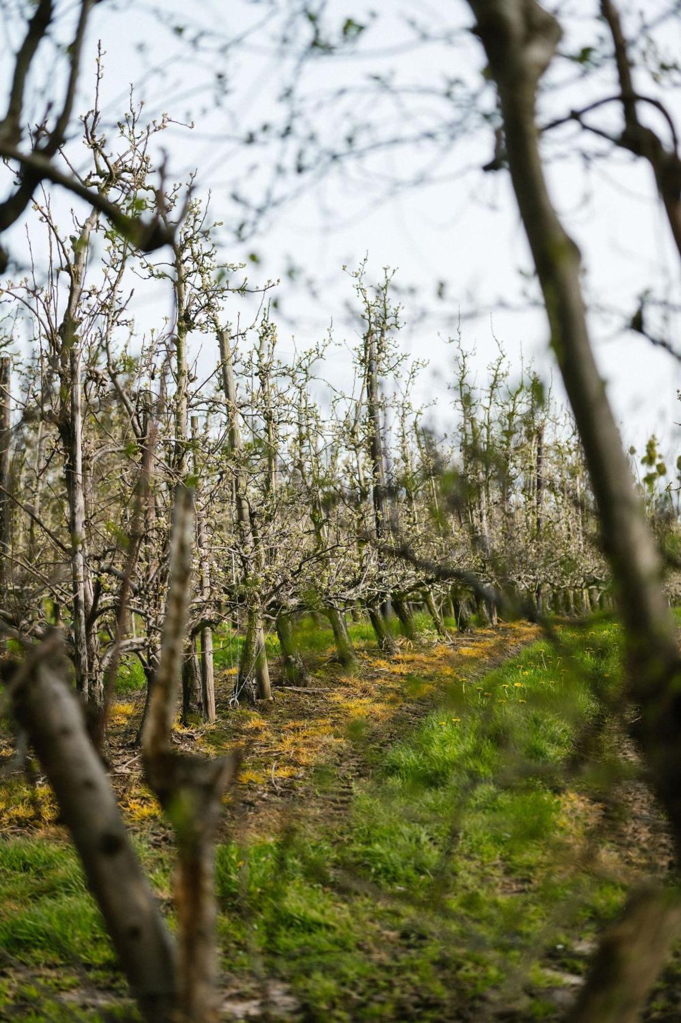 Hoeve De Reetjens - La Gouvernante Bilzen Kültér fotó